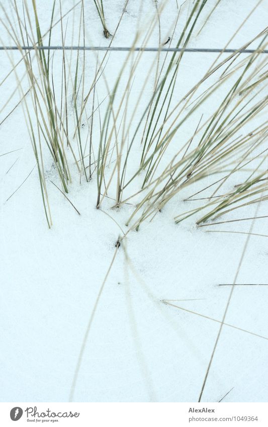 Dune grass in the snow Trip Snow Plant Grass Marram grass Beach dune Barrier Fence Metal Fenced in Growth Esthetic Cold Thorny Green White Optimism Curiosity