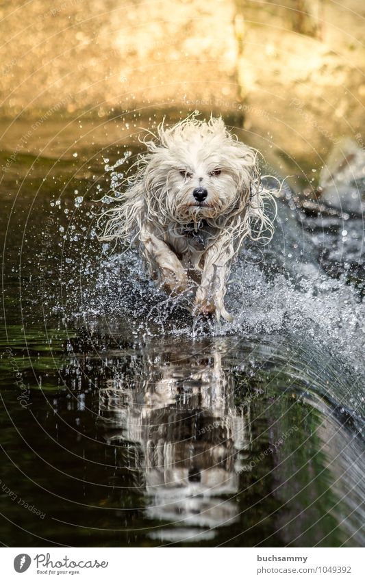 Havanese in the water Joy Animal Water Drops of water Pet Dog 1 Speed Yellow Green Black White bichon youthful sunshine Excitement fuzzy Action Dynamics Running