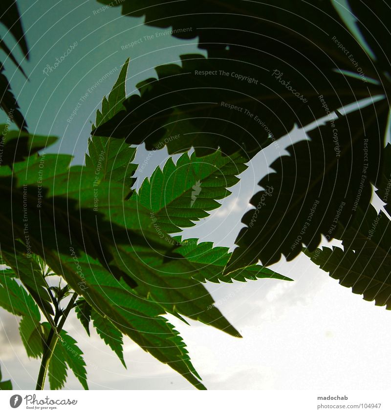 basil Industrial Hemp Cannabis Cannabis leaf Silhouette Medicinal plant Bright background Intoxicant