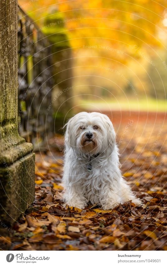 Dog in autumn scenery Nature Plant Animal Autumn Beautiful weather Tree Leaf Park Pelt Long-haired Pet 1 Sit Small Yellow Green White Moody bichon Watchdog