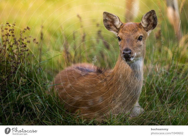 Wapiti Fawn Nature Animal Grass Meadow Forest Wild animal 1 Baby animal Sit Brown Green Protection deer youthful fawn fawns Roe deer sunshine Elk Wilderness