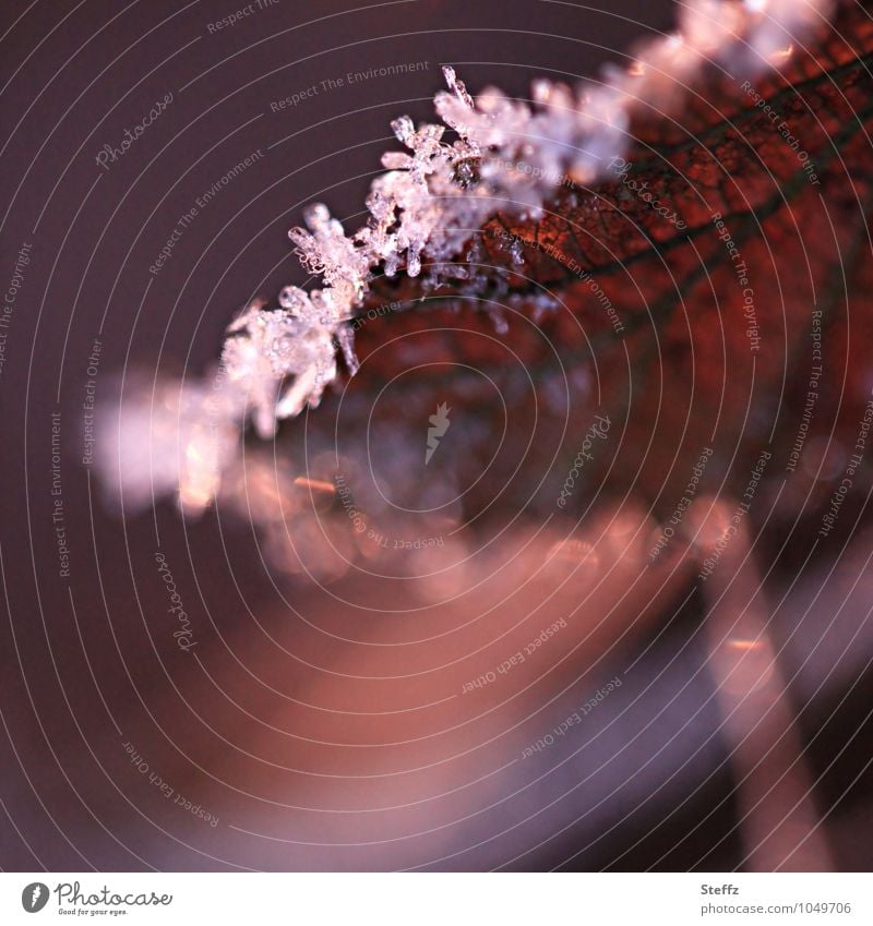 Winter leaf in warm afternoon light winter leaf onset of winter cold snap Cold shock Nordic nature Nordic cold ice crystals Domestic winter impression icy sheet