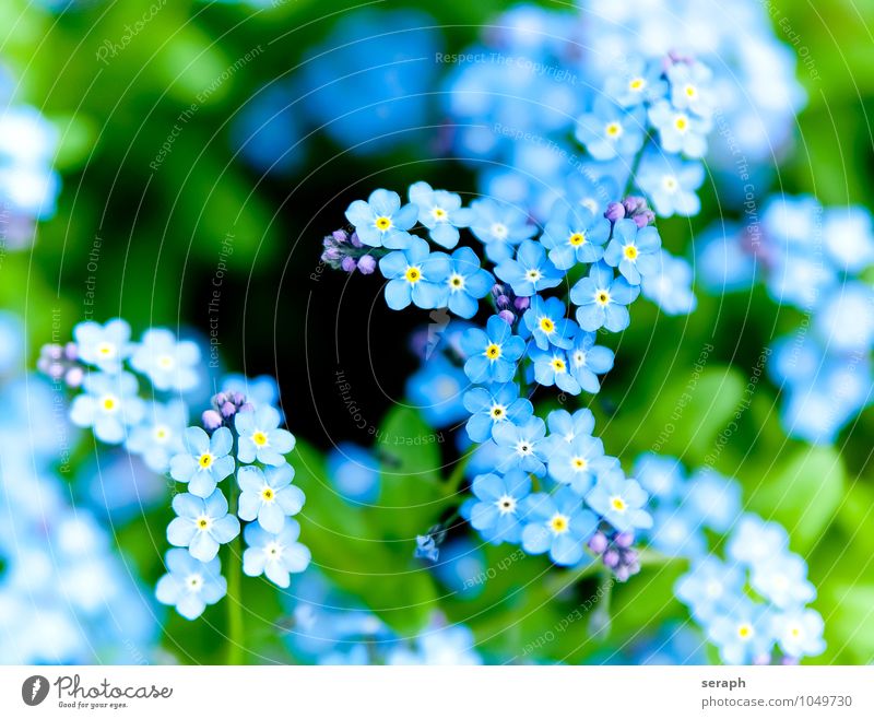 Forget-me-not Bud Flower Blossom leave Sepal Plant Growth Cute Botany Fresh Delicate Beauty Photography Fragile Fragrant Blue Garden Blossoming Herbacious