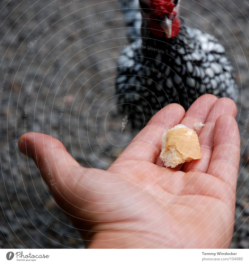 eat out of one's hand Barn fowl Feeding Brunch Foraging Appetite Feeding area To feed Beak Hand Beg Feather White Poultry farm Animal Bird Free-living Bird 'flu