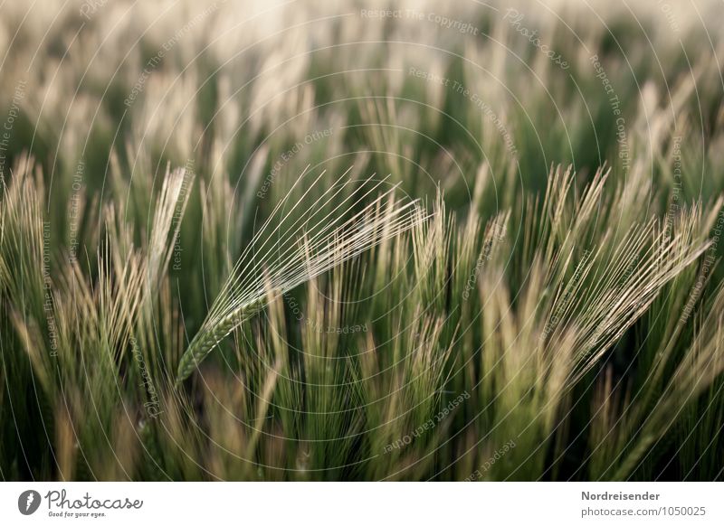 barley Organic produce Agriculture Forestry Nature Landscape Plant Summer Agricultural crop Field Growth Pure Barley Barleyfield Barley ear Awn Grain Cornfield