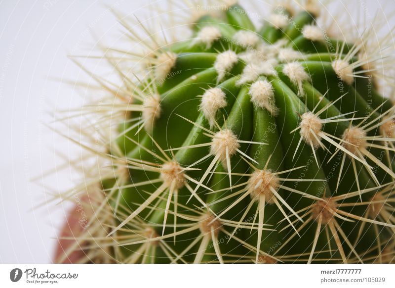 oversized gooseberry Cactus Green Plant Harm Dismissive Far-off places Safety Desert Macro (Extreme close-up) Close-up Thorn Point sit on Do not touch Pain