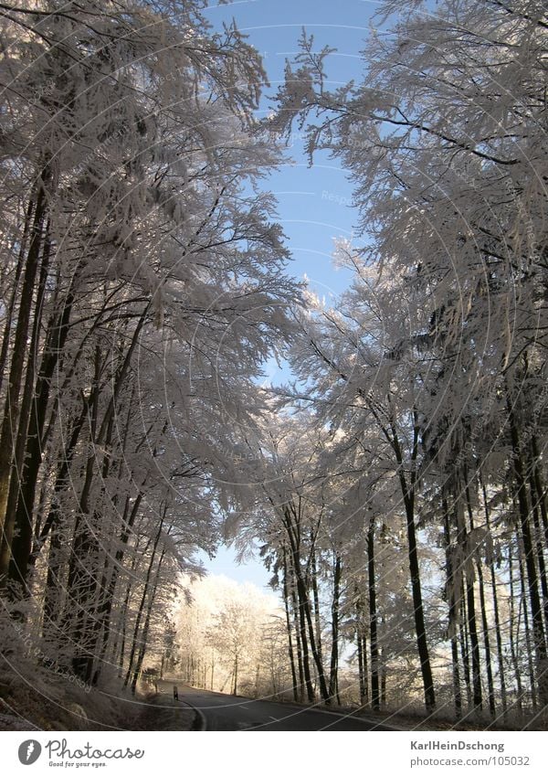 Icy path into the light Avenue Tunnel Tunnel vision Snow Tree Hoar frost Winter Frost Ice Street Light at the end of the tunnel Sun Good prospects White trees