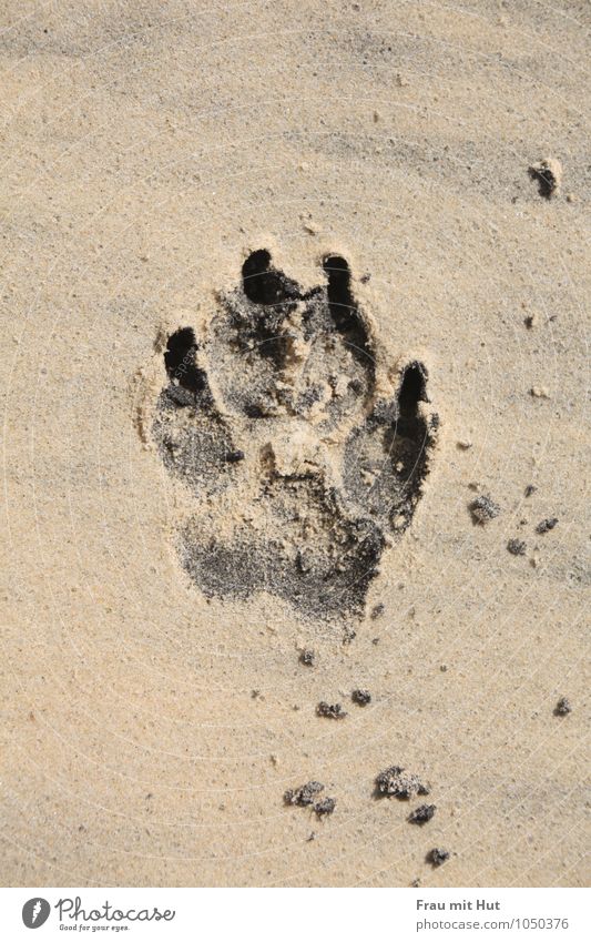 beach paw Dog Paw 1 Animal Sand Animal tracks Discover Simple Free Maritime Under Brown Gold Gray Black Joy Joie de vivre (Vitality) Friendship Love of animals