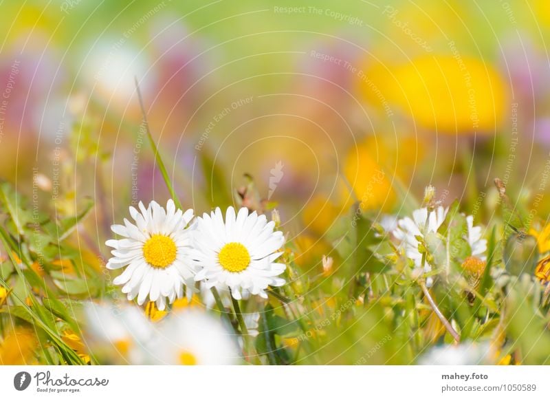 togetherness Nature Plant Spring Beautiful weather Flower Grass Wild plant Meadow Blossoming Fresh Happy Bright Small Yellow Green White