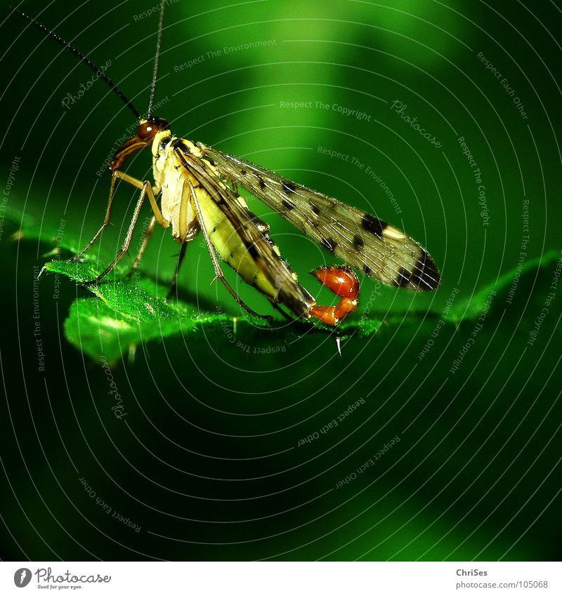 Common scorpion fly on nettle (Panorpa communis) Scorpion Insect Hymenoptera Animal Stinging nettle Green Spotted Northern Forest Macro (Extreme close-up)