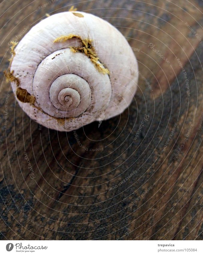 snail I Snail shell Beach House (Residential Structure) Loneliness Animal Slowly Summer Wood Spiral White Mucus Background picture Lake Grass Flat (apartment)
