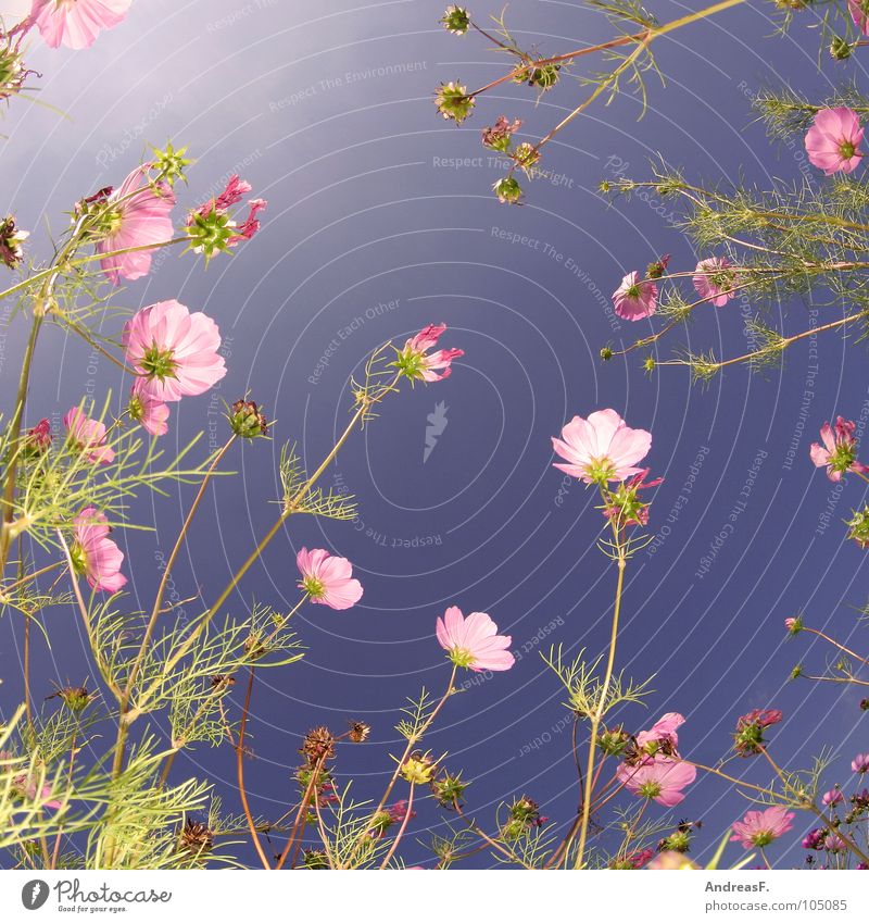 flower meadow Flower Blossom Cosmos Summer Summer hue Summery Worm's-eye view Grass Flower field Multicoloured Pink Spring July Meadow Flower meadow Blossoming