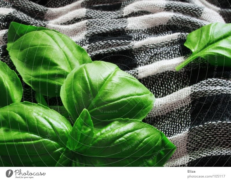 basil Food Herbs and spices Nutrition Vegetarian diet Healthy Fragrance Waves Garden Kitchen Gastronomy Plant Pot plant Cloth Scarf Illuminate Fresh Delicious