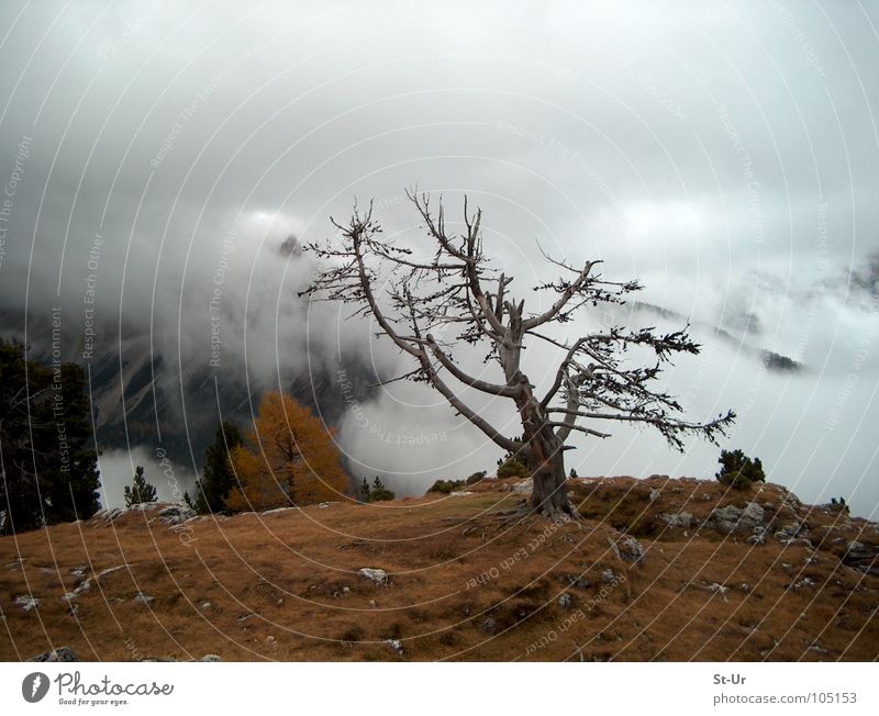 high mountain autumn Tree Fog Autumn Grief secondary clouds Mountain