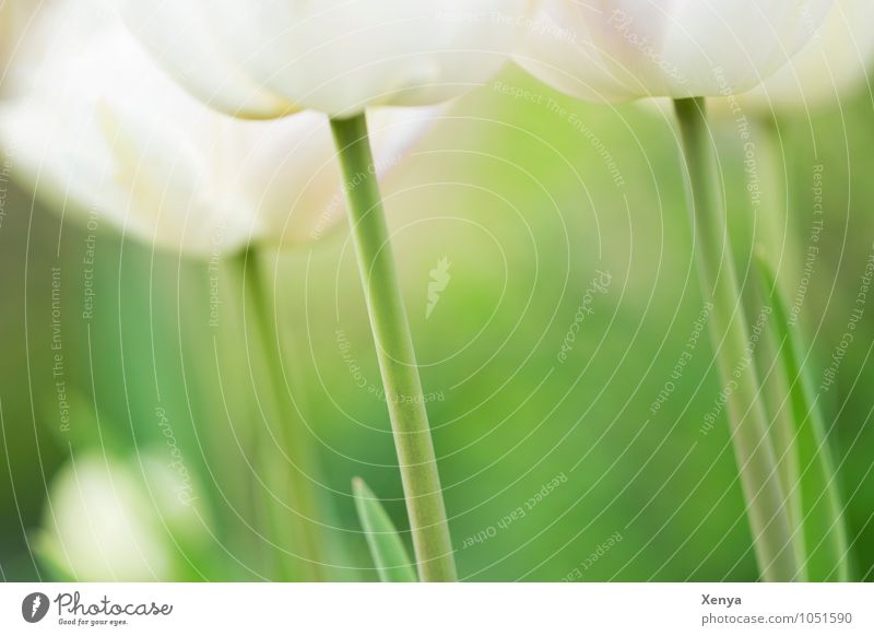 Beautiful stems Nature Plant Flower Tulip Leaf Blossom Garden Blossoming Esthetic Elegant Green White Spring fever Delicate Spring flower Fresh Exterior shot