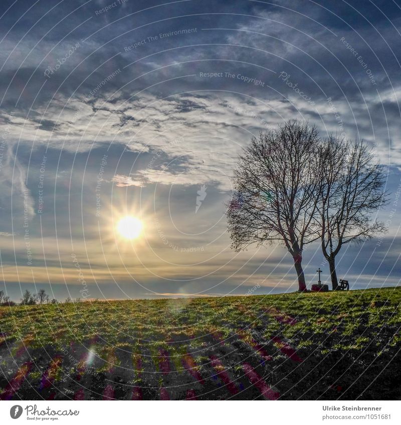 Weather | Day of the sun Environment Nature Landscape Earth Air Sky Clouds Horizon Sun Spring Winter Beautiful weather Plant Tree Grass Meadow Field Crucifix