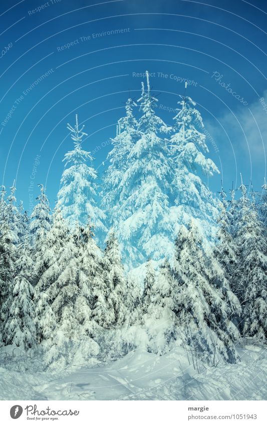 spruce, winter landscape Environment Nature Sky Winter Climate Weather Ice Frost Snow Snowfall Tree Fir tree Spruce Spruce forest Coniferous trees Forest