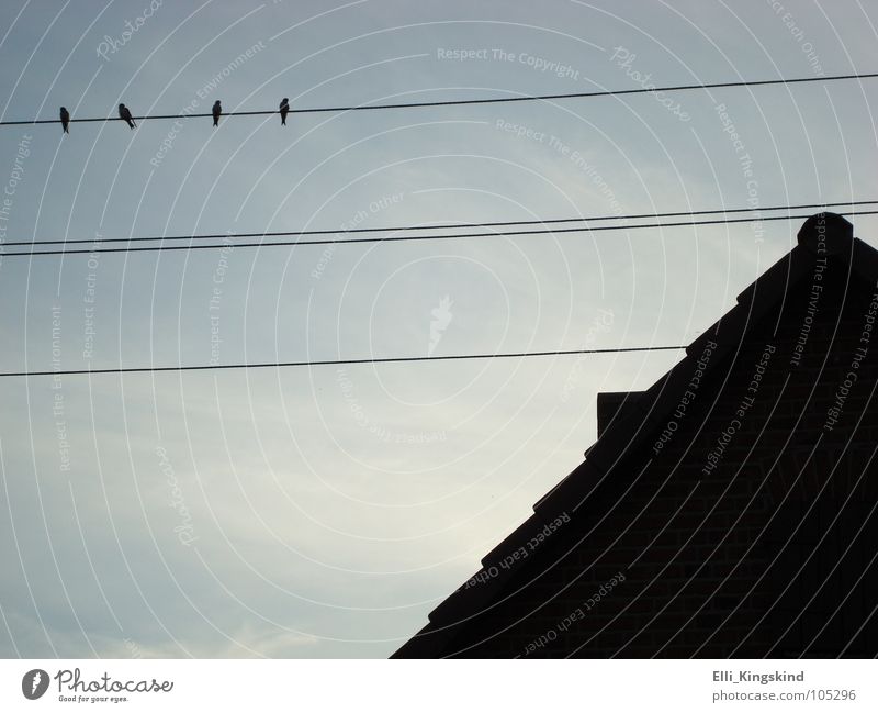 afternoon chat House (Residential Structure) Bird 4 Clouds Roof Time Parallel Roofing tile Detail Line Sky Blue roof fuselage Crazy Schenkenhorst