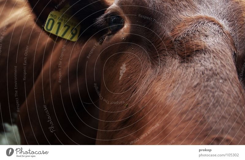 Friend in spirit Cow Bull Near Close-up Register Pelt Brown Depth of field Mammal Macro (Extreme close-up) Moral Closed Ear Signs and labeling Pistil Statue