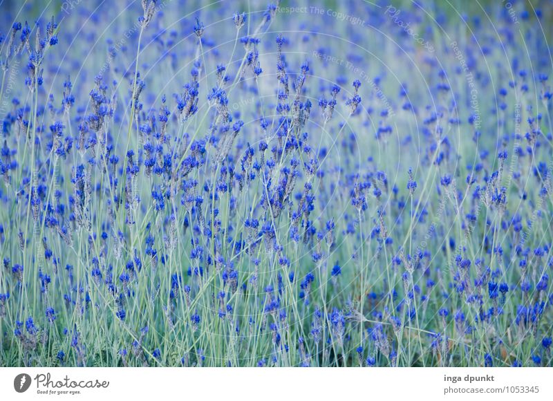 off to the blue Environment Nature Landscape Plant Blossom Agricultural crop Wild plant Lavender Herbs and spices Lavender field Garden Meadow Field Blossoming