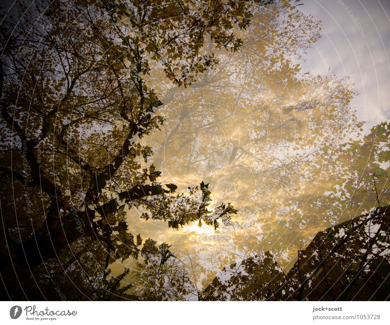 gold leaf Autumn Leaf canopy naturally Safety (feeling of) Agreed Idyll Inspiration Surrealism Illusion Reaction Visual spectacle Double exposure Colour tone