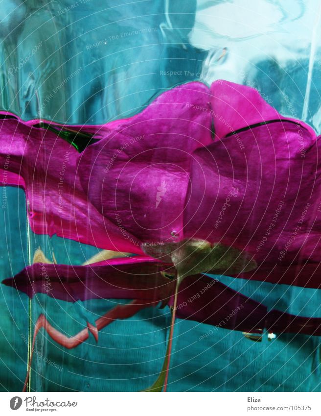 kept fresh Pink Turquoise Cyan Flower Dive Wet Light Plant Stalk Abstract Exceptional Strange Tumbler Lower Blossom Reflection Enclosed Captured Fresh Clarity