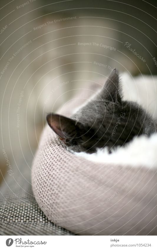 cuddly mussel Pet Cat Cat's ears 1 Animal Cushion basket Relaxation Lie Sleep Cuddly Warmth Soft Emotions Moody Safety Safety (feeling of) Warm-heartedness Calm