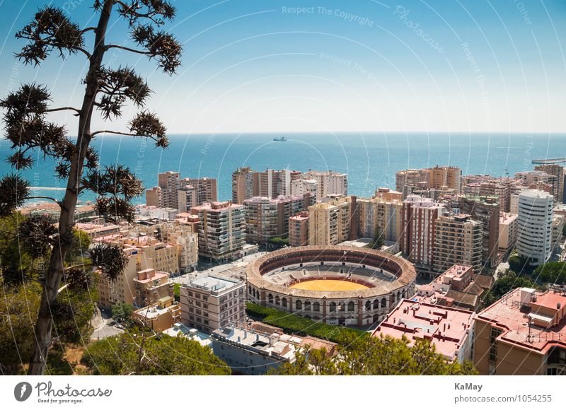 Malaga Vacation & Travel Tourism City trip Summer Summer vacation Ocean Plant Blossom Wild plant Mediterranean sea Spain Europe Town High-rise Building