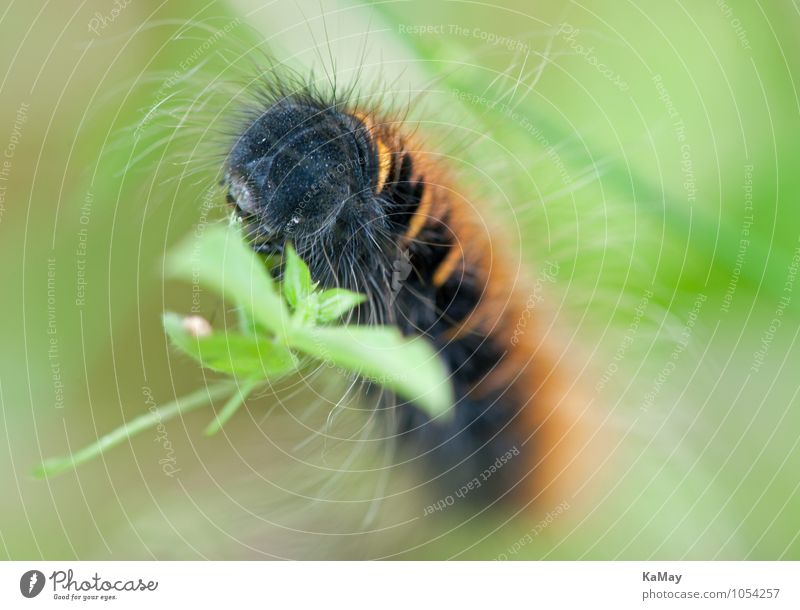 Beautifully dressed up... Nature Animal Summer Beautiful weather Leaf Caterpillar blackberry moth 1 To feed Esthetic Natural Brown Green Black Serene Bizarre