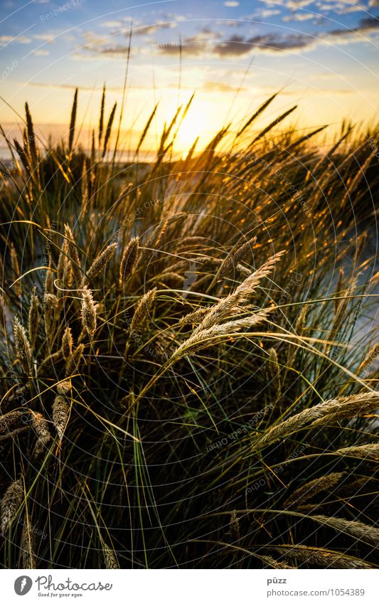 grasses Vacation & Travel Freedom Summer Summer vacation Sun Beach Ocean Nature Landscape Plant Elements Sky Clouds Grass Coast Sand Longing Wanderlust Borkum