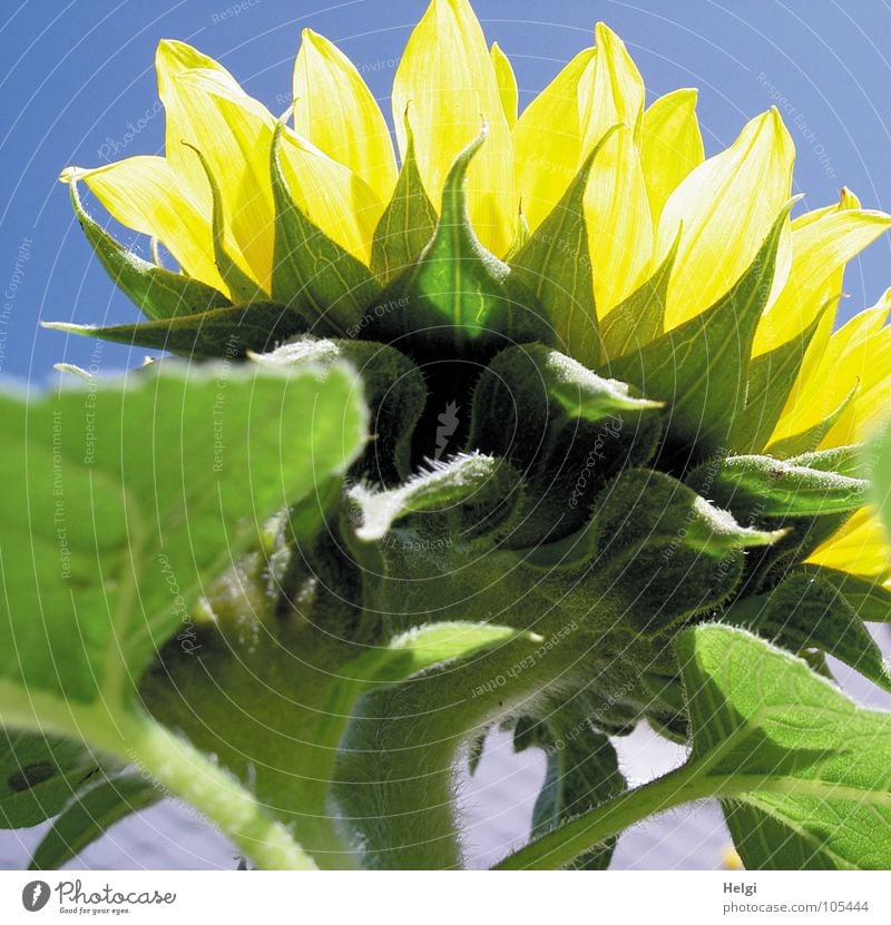 Rear view of a sunflower in sunlight in front of a blue sky Flower Blossom Sunflower Leaf green Vessel Stalk Oval Yellow Green Bright yellow White Dark green
