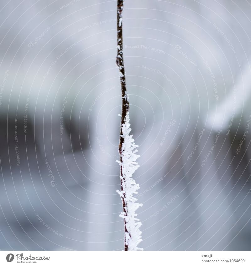 half-half Plant Winter Ice Frost Branch Hoar frost Exceptional Cold Blue White Colour photo Exterior shot Close-up Detail Macro (Extreme close-up) Deserted Day