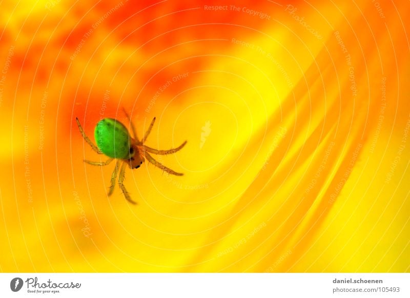 upside down Spider Rhododendrom Abstract Flower Blossom Spring Summer Green Yellow Red Multicoloured Dangerous Poison Macro (Extreme close-up) Close-up Detail