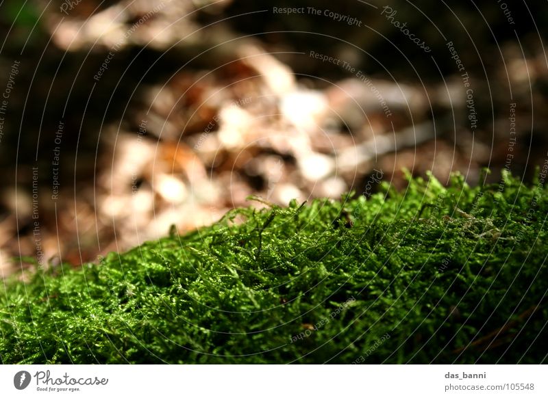 Nothing goes on without moss Green Damp Brown Environmental protection Fresh Autumn Depth of field Blur Structures and shapes Harmonious Soft Relaxation Physics