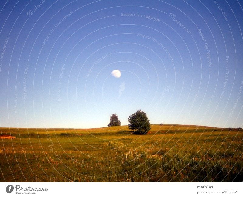 two+one Large Tree Meadow Hill Grass Yellow Autumn Summer Moon Blue