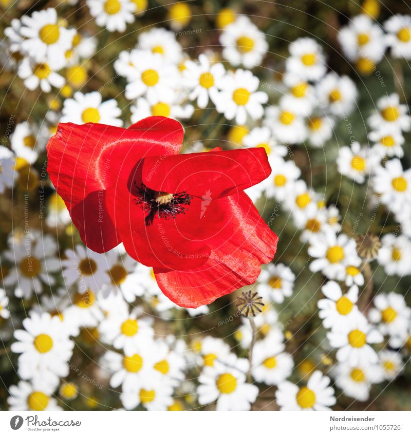 little flowers Nature Landscape Plant Summer Flower Wild plant Field Blossoming Fragrance Growth Friendliness Happiness Fresh Multicoloured Pure Poppy