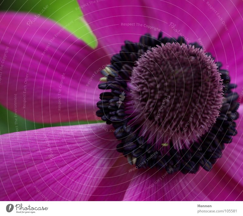 power flower Blossom Violet Pink Plant Flower Anemone Crowfoot plants Ornamental plant Summer Multicoloured Poison Garden Park Pistil Nature Blossoming Sphere