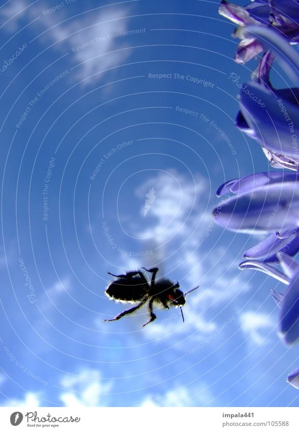 bee in approach II Bee Honey Flower Insect Summer Blossom Clouds Stamen Sky Aviation Blue Nectar Sun Legs Snapshot