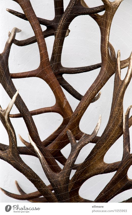 quaternary Hunting eightpointer tithe Royal stag six-channel transmitter fourteen-year-old Collector's item Antlers Esthetic Elegant Strong Brown White Power