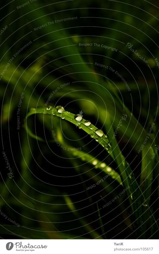 dripping wet I Grass Blade of grass Wet Green Drops of water Rain cheeky Water Point Sphere Contrast Bridge refuse