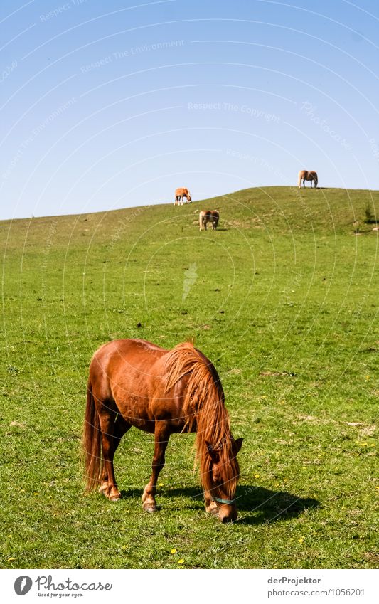 Graze in peace and quiet Vacation & Travel Tourism Trip Environment Nature Landscape Plant Animal Elements Cloudless sky Spring Beautiful weather Meadow Field