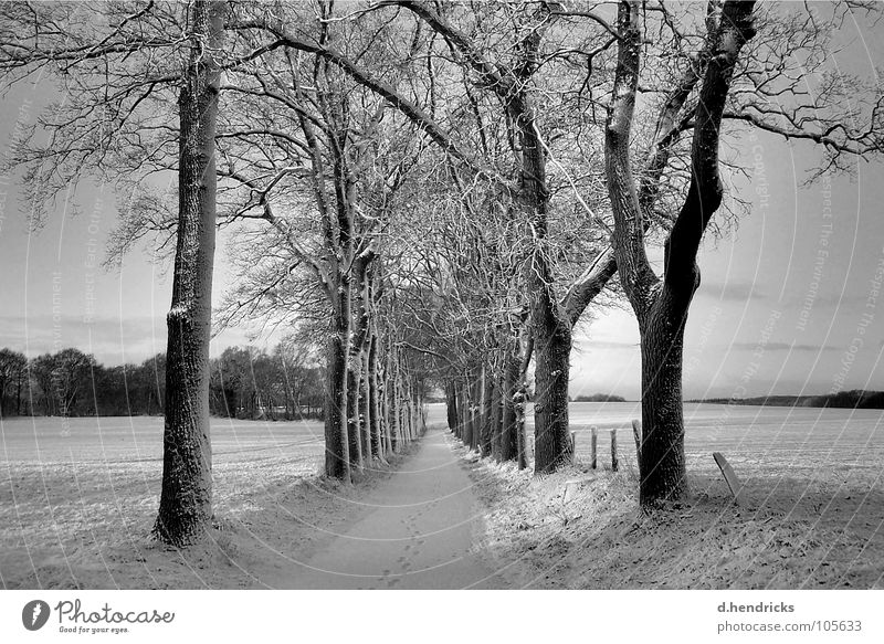 Winter silence Nature trees snow street black white footsteps