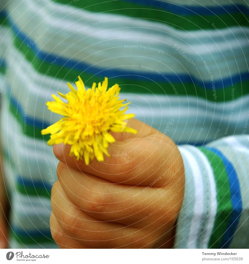 flower child Childlike Playing Flower Dandelion Plant Hand Children`s hand Fingers Yellow Curiosity Investigate Mother's Day Gift Donate Motherly love