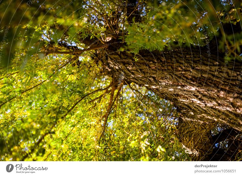 View into the treetop Vacation & Travel Tourism Trip Adventure Far-off places Freedom Expedition Environment Nature Landscape Plant Animal Elements Autumn