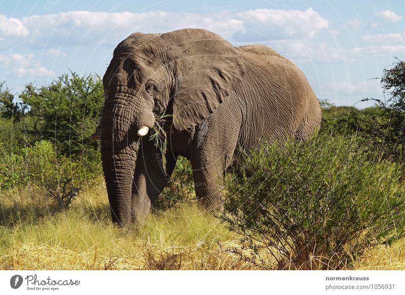 African Elephant Animal Wild animal Trunk 1 To feed Looking Stand Athletic Free Gigantic Large Gray Attentive Watchfulness Colour photo Exterior shot Day