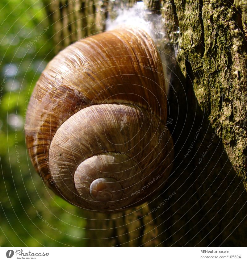 snail meeting klebofant Tree Forest Snail shell Retreat Withdraw Stick To hold on Green Wilderness Animal Plant Tree bark Tree trunk Power Force baptize retract