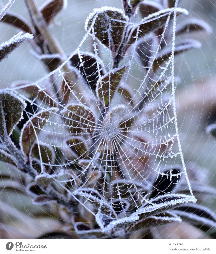 spider web, hoarfrost Winter Fog Spider Net Esthetic cobweb Hoar frost Snow thread netting Spider's web Spin spider webs cobwebs Colour photo Exterior shot