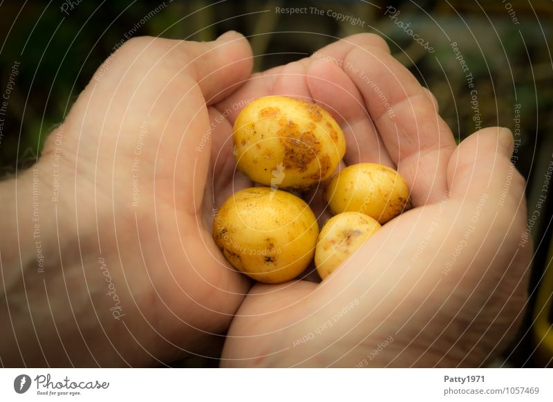 For a handful of potatoes Food Vegetable Potatoes Garden plot Gardening Agriculture Forestry Harvest Potato harvest Masculine Hand To hold on Healthy Delicious
