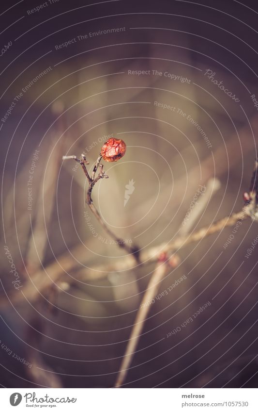 Hooray 200!!! Nature Landscape Plant Winter Climate Weather Beautiful weather Drought Bushes Blossom Wild plant Berries Berry bushes Twigs and branches Field