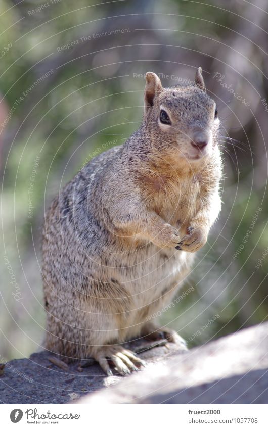 squirrels Animal Wild animal Animal face Paw Squirrel Rodent 1 To feed Feeding Brash Curiosity Cute Brown Love of animals Surprise Nature Environment squurrel